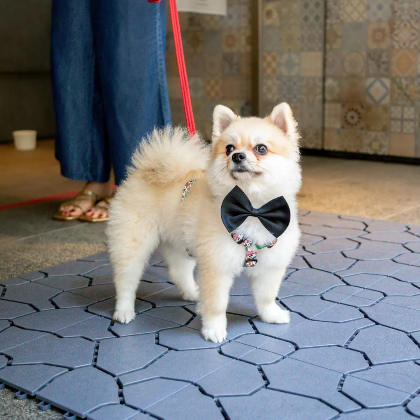 Paws &amp; Play at Element on Tras Street