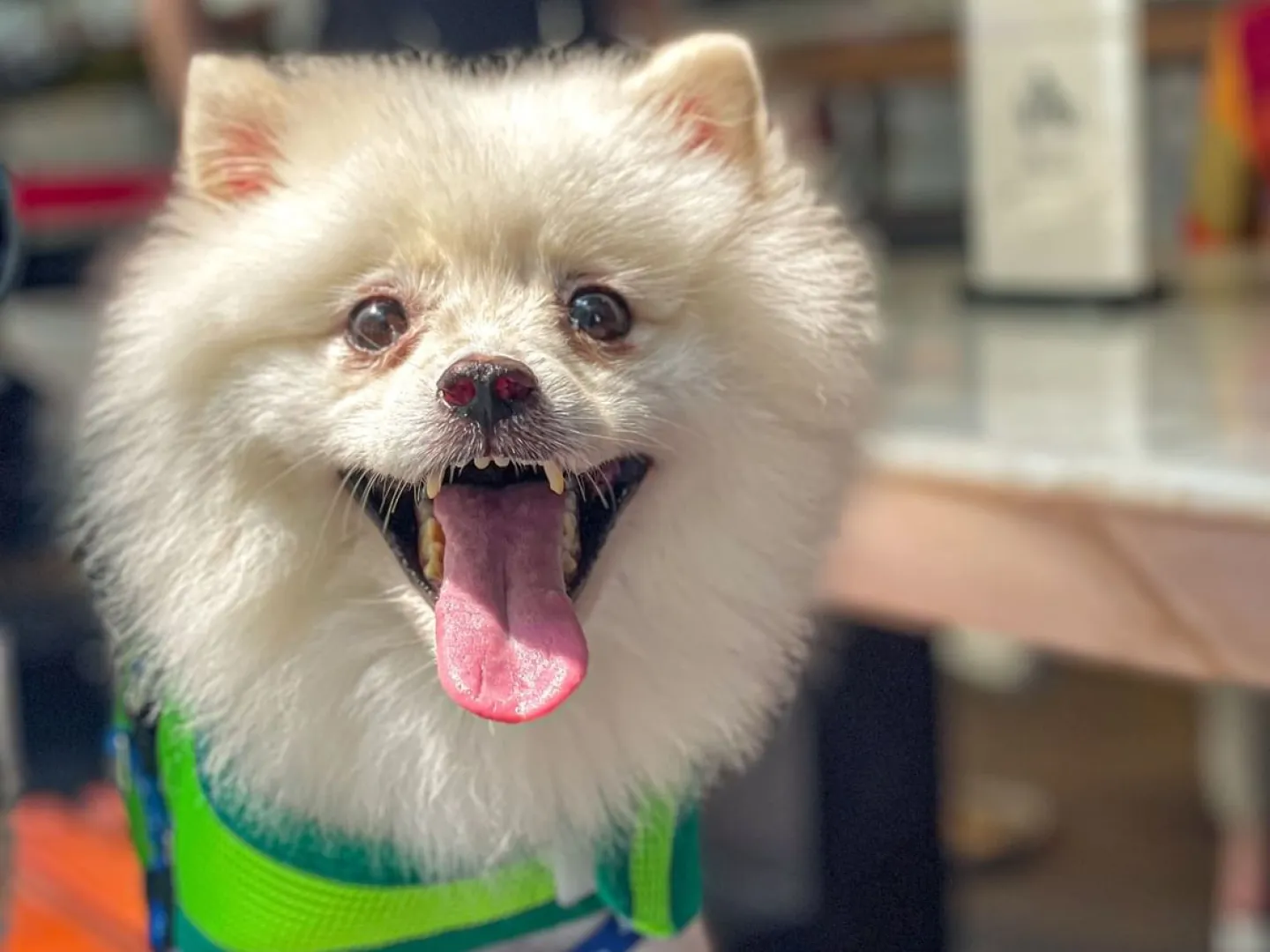 Paws &amp; Play at Element on Tras Street