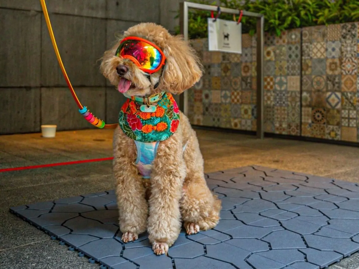 Paws &amp; Play at Element on Tras Street