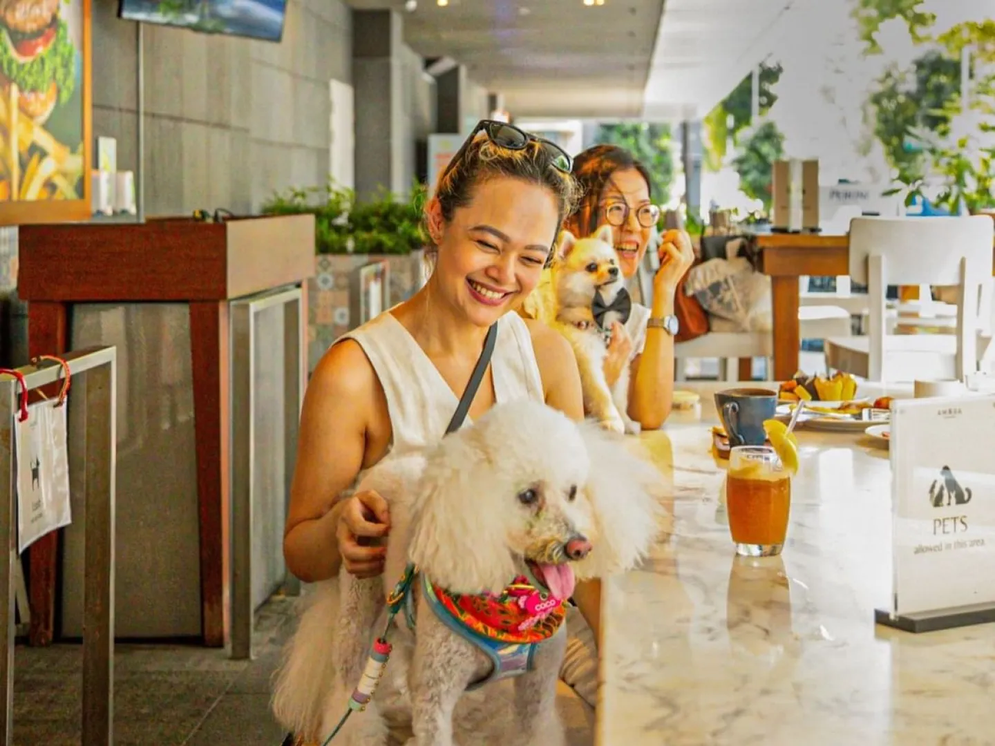 Paws &amp; Play at Element on Tras Street