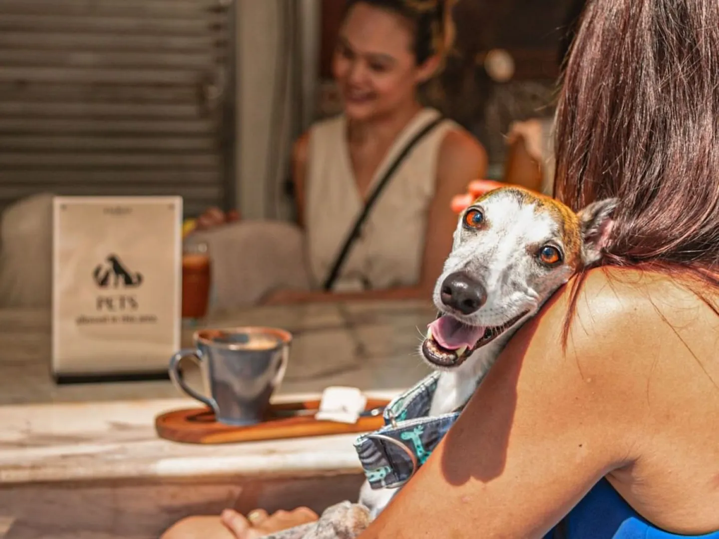 Paws &amp; Play at Element on Tras Street